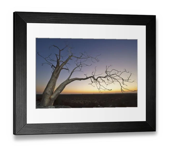 Framed Print : Moringa trees (Moringa ovalifolia) after sunset in Halali Framed Print : Moringa trees (Moringa ovalifolia) after sunset in Halali