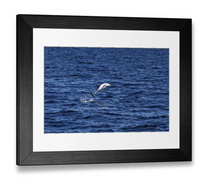 Framed Print : Dolphin performs a long leap over the blue waters of the sea