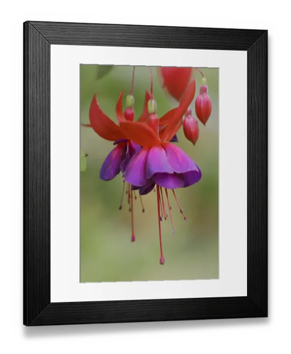 Framed Print : Fuchsia Royal Velvet (Fuchsia hybride)
