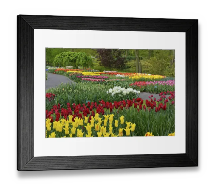 Framed Print : Tulips (Tulipa) at Keukenhof, Lisse, South Holland