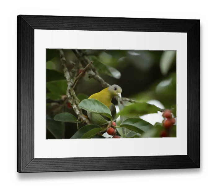 Framed Print : Yellow-footed green pigeon (Treron phoenicopterus) in a banyan tree