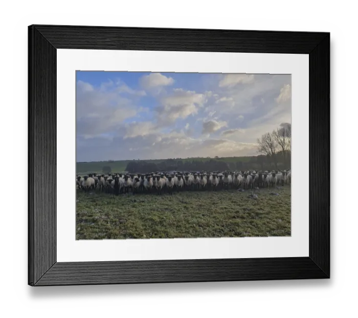 Framed Print : Black-headed sheep on pasture, Mecklenburg-Western Pomerania Framed Print : Black-headed sheep on pasture, Mecklenburg-Western Pomerania