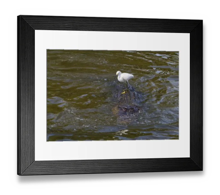 Framed Print : A white bird stands on a swimming alligator in flowing water