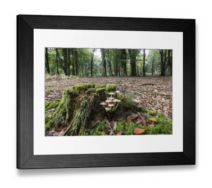Framed Print : Sulphur tuft (Hypholoma fasciculare) Emsland