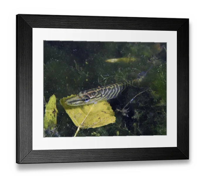 Framed Print : A young pike (Esox lucius) lies well camouflaged between dark plants and a leaf