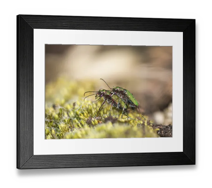Framed Print : Two field sand beetles (Cicindela camestris) mating (copulation) Framed Print : Two field sand beetles (Cicindela camestris) mating (copulation)