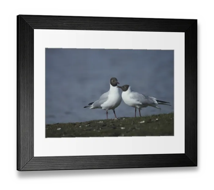 Framed Print : Two black-headed gulls mating (Larus ridibundus) Framed Print : Two black-headed gulls mating (Larus ridibundus)