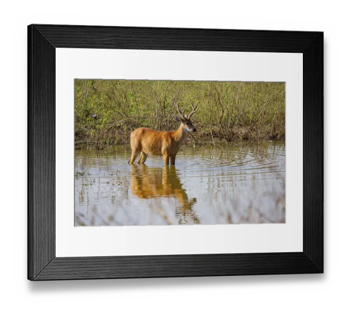 Framed Print : Marsh deer (Blastocerus dichotomous) Pantanal Brazil Framed Print : Marsh deer (Blastocerus dichotomous) Pantanal Brazil