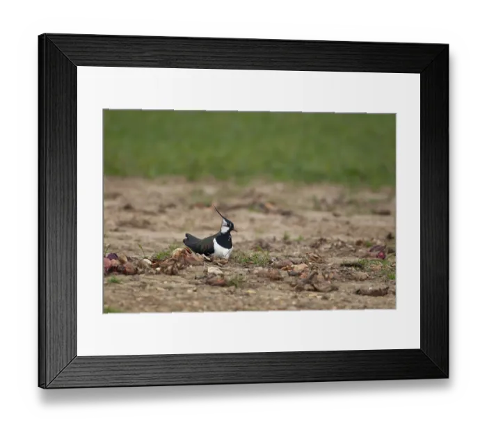 Framed Print : Northern lapwing (Vanellus vanellus) adult wading bird sitting on a nest in an arable field in spring