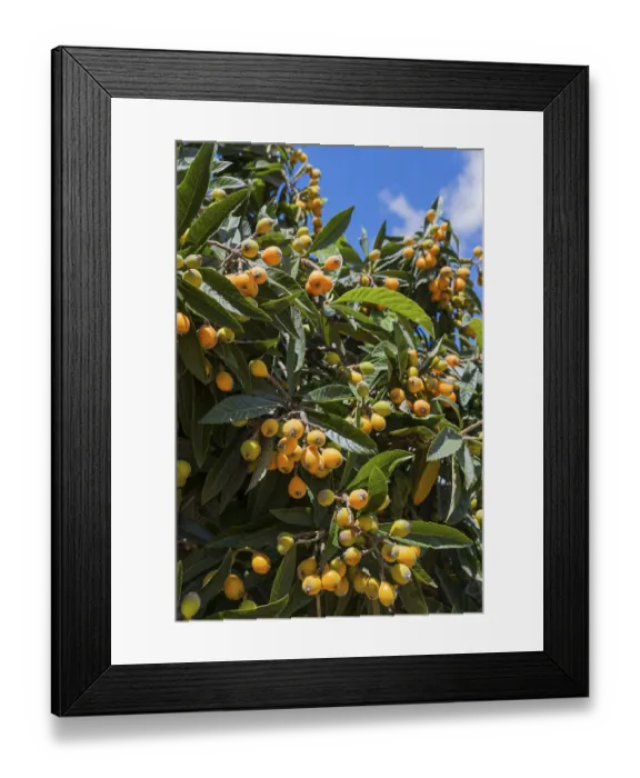 Framed Print : Well-lit tree with a multitude of yellow fruits and dense green leaves against a blue sky