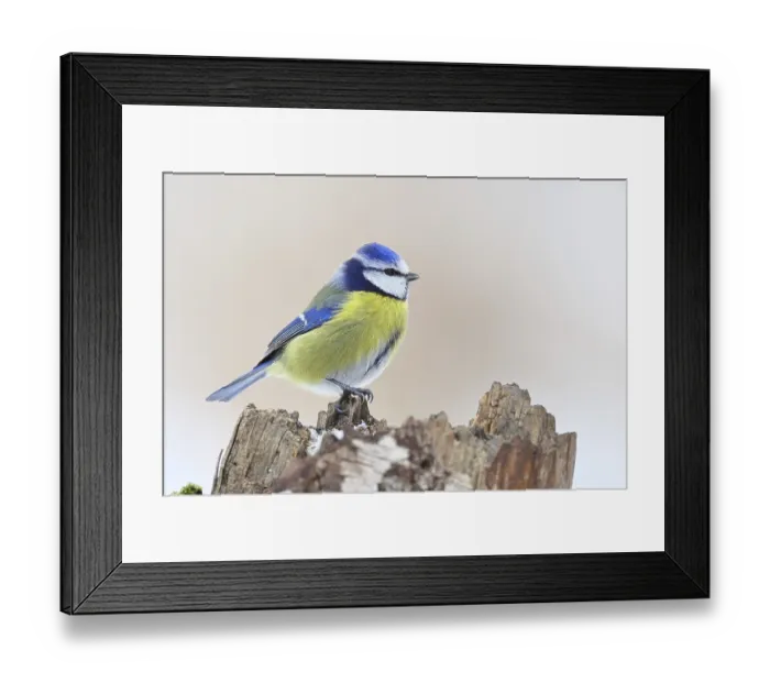 Framed Print : Blue tit (Parus caeruleus), sitting on a tree stump against a white background with snow in winter