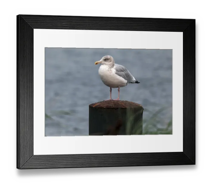 Framed Print : European herring gull (Larus argentatus) Framed Print : European herring gull (Larus argentatus)