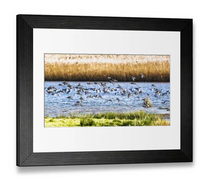 Framed Print : Black-tailed Godwits, Limosa limosa