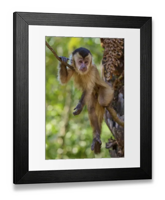 Framed Print : An attentive capuchin monkey hangs on a branch in the jungle and observes its surroundings