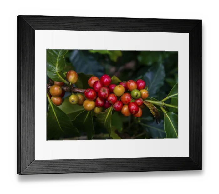 Framed Print : Coffee bushes and beans, Coffee farm Hacienda Venecia Framed Print : Coffee bushes and beans, Coffee farm Hacienda Venecia