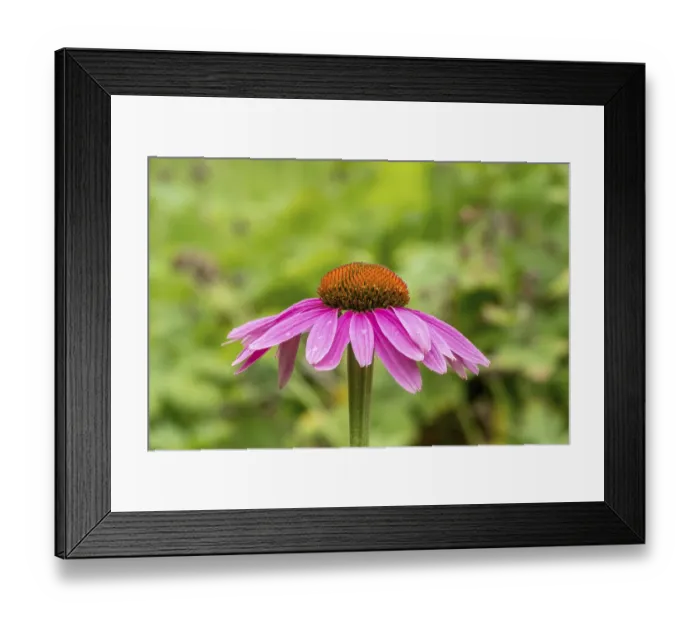 Framed Print : Purple cone flower (Echinacea purpurea), German Framed Print : Purple cone flower (Echinacea purpurea), German