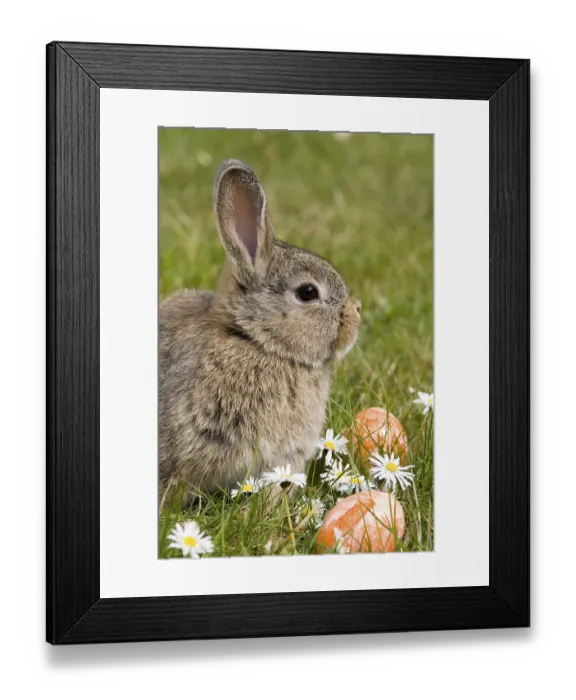 Framed Print : Easter bunny, dwarf ram wild grey Framed Print : Easter bunny, dwarf ram wild grey