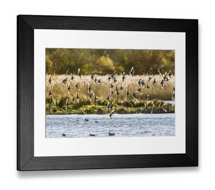 Framed Print : Black-tailed Godwits, Limosa limosa