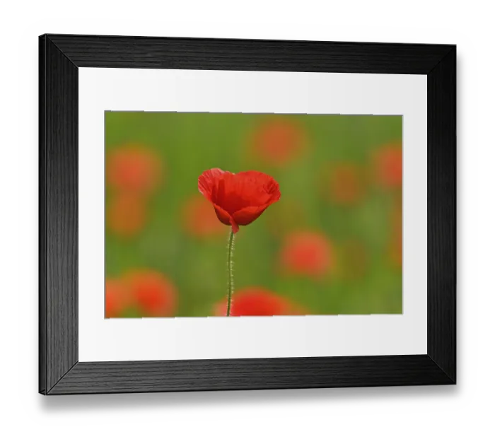 Framed Print : Poppy flowers (Papaver rhoeas)