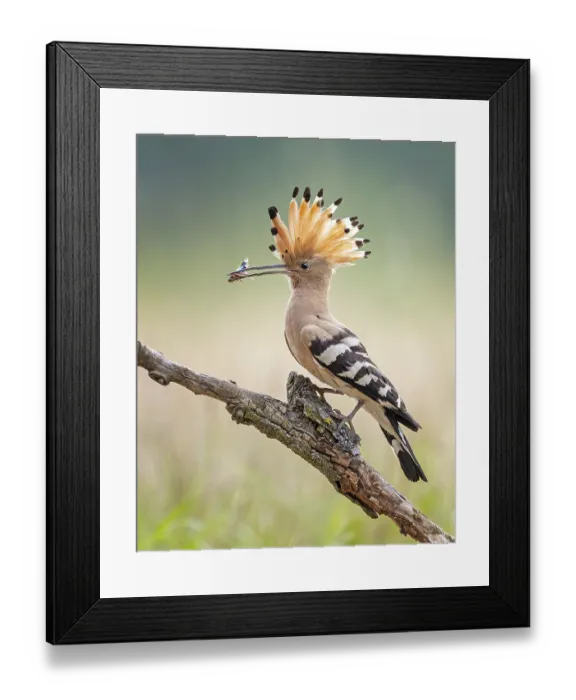 Framed Print : Hoopoe (Upupa epops) Bird of the Year 2022 Framed Print : Hoopoe (Upupa epops) Bird of the Year 2022