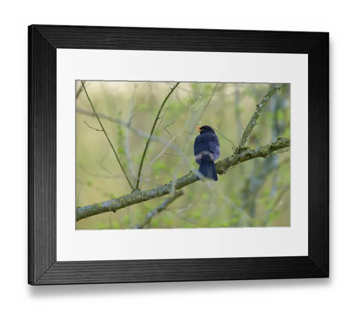 Framed Print : A black blackbird sits singing on a branch in a wooded area Framed Print : A black blackbird sits singing on a branch in a wooded area