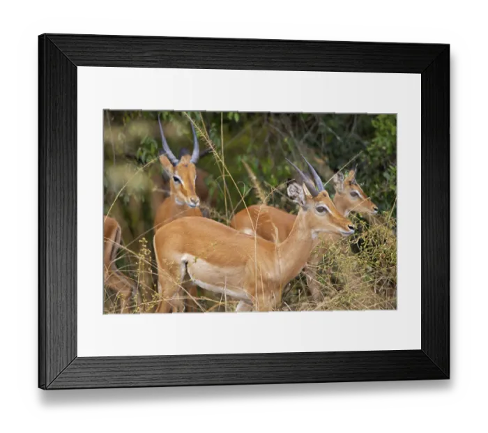 Framed Print : Impalas (Aepyceros), Akagera National Park or Kagera National Park