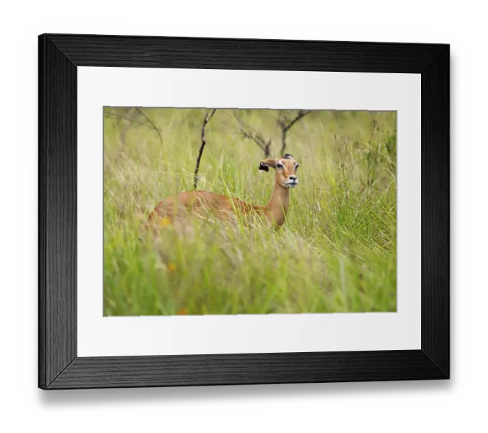 Framed Print : Impala (Aepyceros) in tall grass Framed Print : Impala (Aepyceros) in tall grass