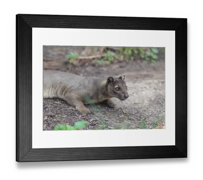 Framed Print : A fossa (Cryptoprocta ferox) rests on the forest floor of a dry forest
