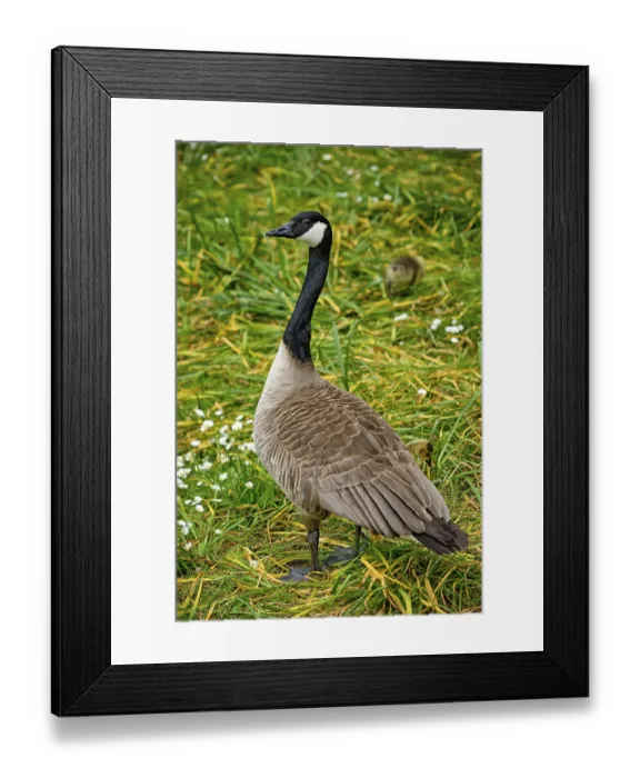 Framed Print : Canada goose and goslings on grass Framed Print : Canada goose and goslings on grass