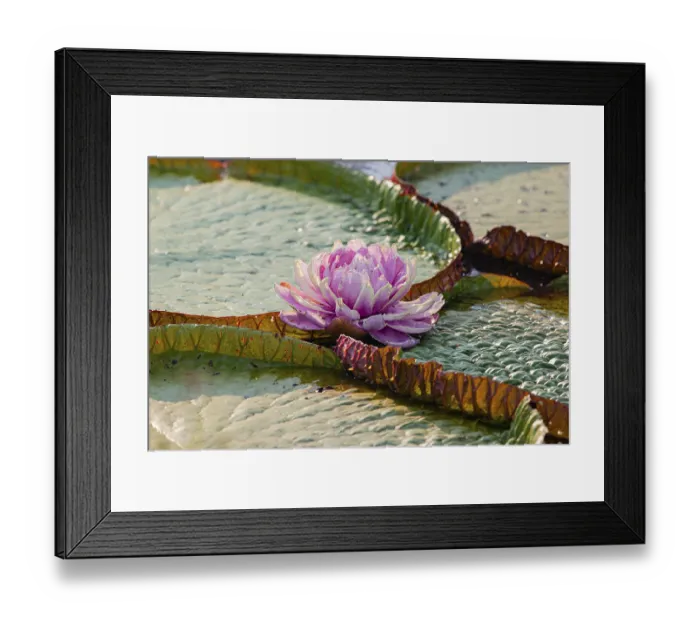 Framed Print : Giant water lily (Victoria amazonica) Pantanal Brazil Framed Print : Giant water lily (Victoria amazonica) Pantanal Brazil