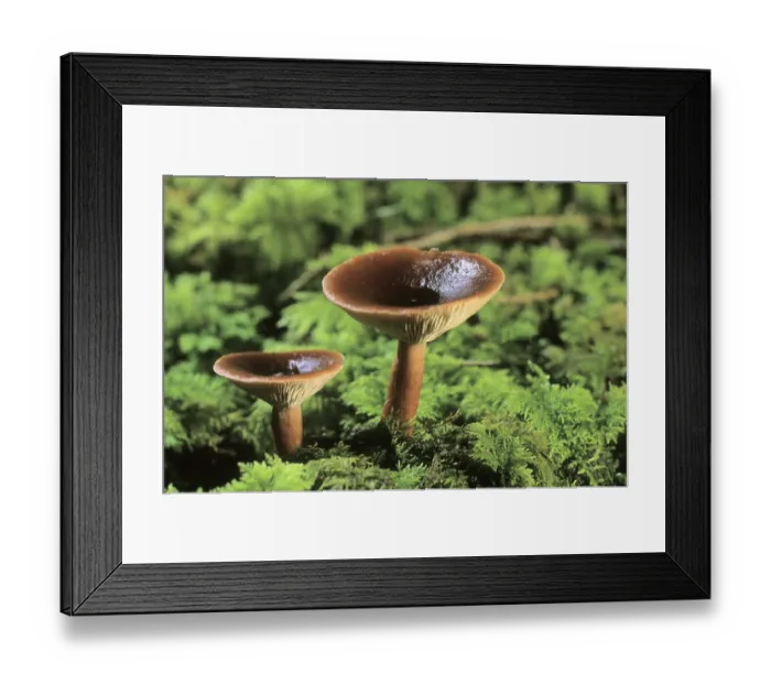 Framed Print : Rufous Milkcap or Red Hot Milk Cap mushroom (Lactarius rufus) Framed Print : Rufous Milkcap or Red Hot Milk Cap mushroom (Lactarius rufus)