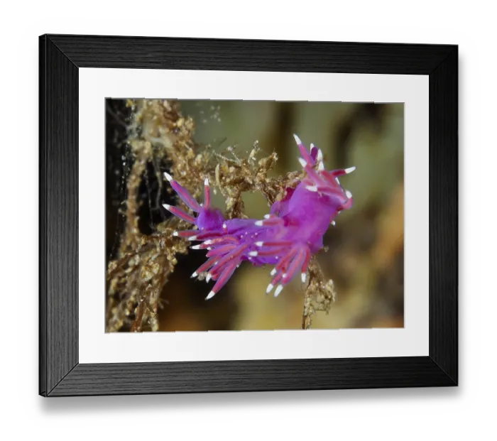 Framed Print : Bright purple Edmundsella pedata (Edmundsella pedata) Framed Print : Bright purple Edmundsella pedata (Edmundsella pedata)