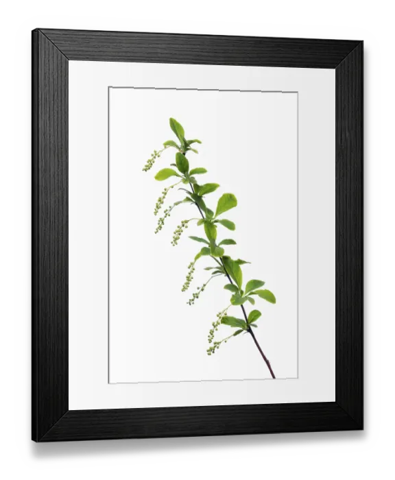 Framed Print : Korean barberry Rubin (Berberis koreana Rubin) exempted Framed Print : Korean barberry Rubin (Berberis koreana Rubin) exempted