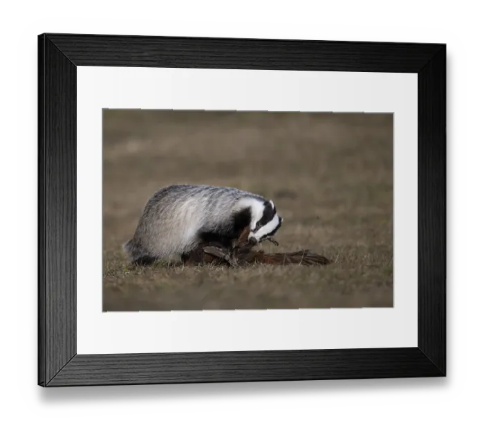 Framed Print : European badger (Meles meles), Bitburg