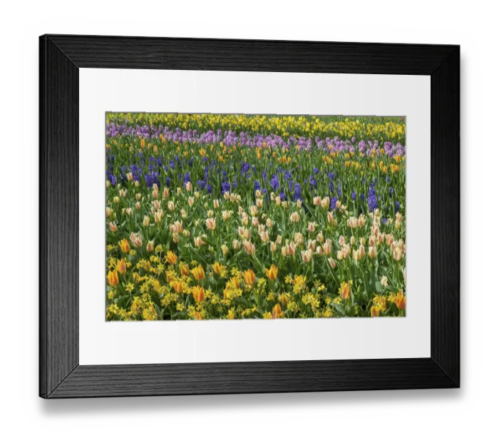Framed Print : Colourful flower bed with tulips Framed Print : Colourful flower bed with tulips