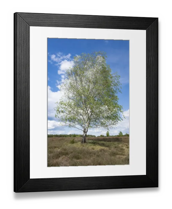 Framed Print : Birch (Betula) in spring, heath landscape Framed Print : Birch (Betula) in spring, heath landscape