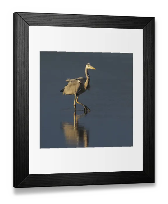 Framed Print : Grey heron (Ardea cinerea) foraging in the shallow water zone of a lake