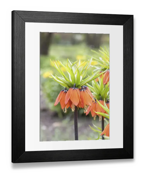 Framed Print : Imperial Crown (Fritillaria imperialis Aurora') Imperial Crown (Fritillaria imperialis Aurora')
