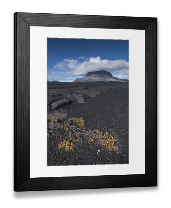 Framed Print : Arctic willow (Salix arctica) or Arctic willow Framed Print : Arctic willow (Salix arctica) or Arctic willow