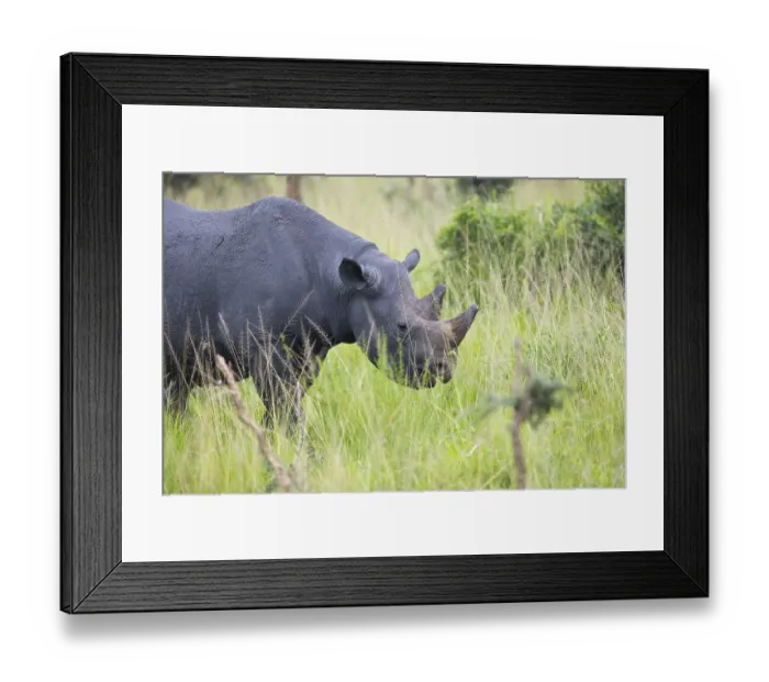 Framed Print : Black rhinoceros (Diceros bicornis) or black rhino in tall grass