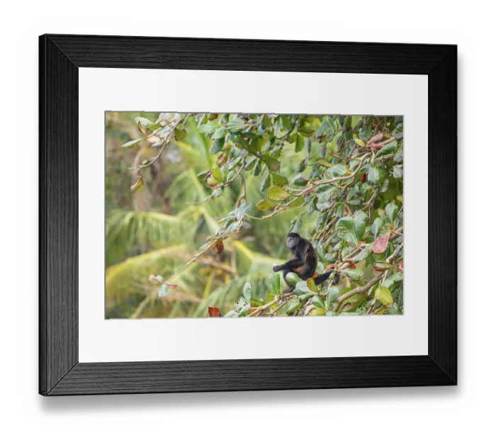 Framed Print : Mantled howler monkey (Alouatta palliata) sitting on branch and eating a tropical almond Framed Print : Mantled howler monkey (Alouatta palliata) sitting on branch and eating a tropical almond