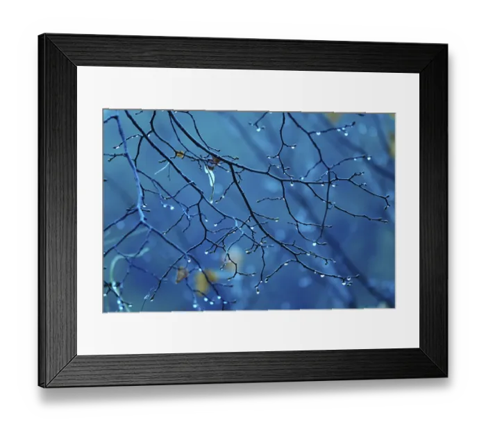 Framed Print : Branches with water drops, autumn, Germany