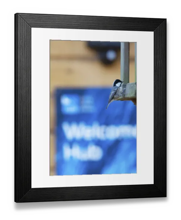 Framed Print : Coal tit (Periparus ater) adult garden bird on a bird table outside of the visitor centre