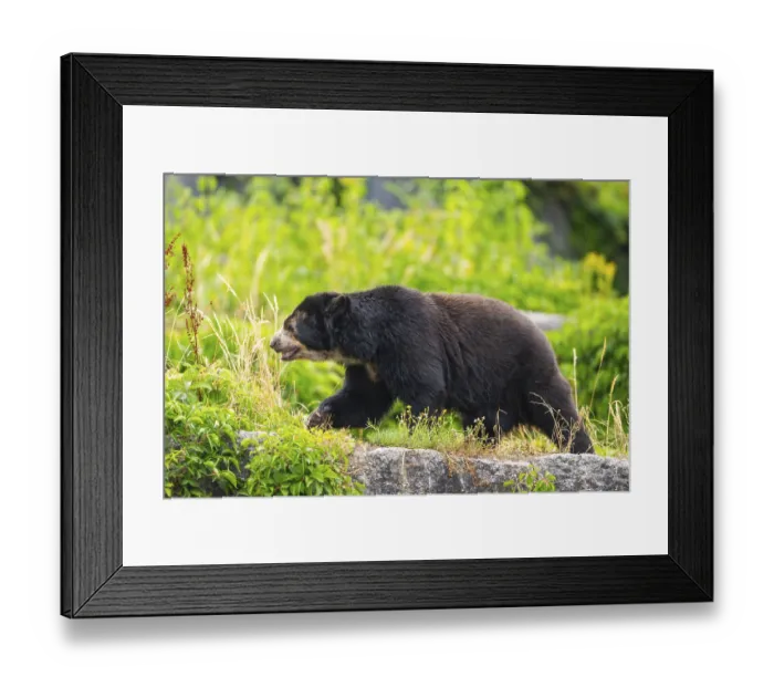 Framed Print : American black bear (Ursus americanus)