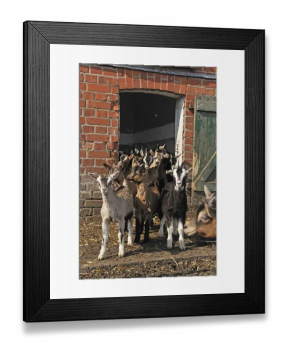 Framed Print : Goats (Capra aegagrus f. hircus) Framed Print : Goats (Capra aegagrus f. hircus)