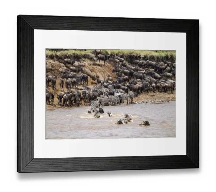 Framed Print : Steppe zebras (Equus quagga) and wildebeest (Connochaetes taurinus) crossing the Mara River