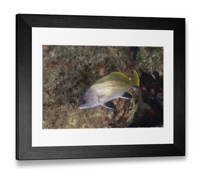 Framed Print : Brown meagre (Sciaena umbra) in the Mediterranean Sea near Hyeres
