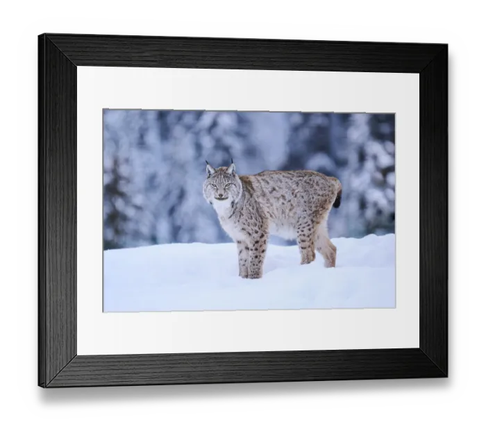 Framed Print : Eurasian lynx (Lynx lynx) standing in the snow