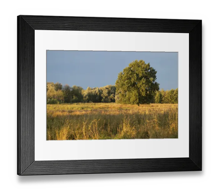 Framed Print : English oak (Quercus robur), solitary tree stands on a wet meadow in a wetland
