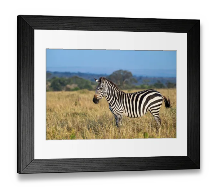 Framed Print : Plains zebra (Equus quagga) in the savannah Framed Print : Plains zebra (Equus quagga) in the savannah